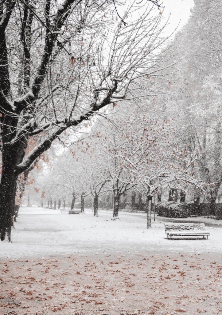 An idea for Christmas things to do near me is going to a snowy park. 